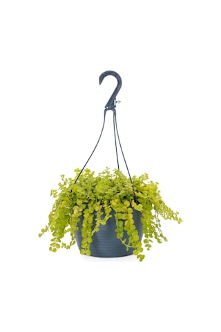 Videolu Sarıkız Altin Kolye Bitkisi 25-45 Cm Tüplü/saksılı Dış Mekan Yellow Lady's Slipper