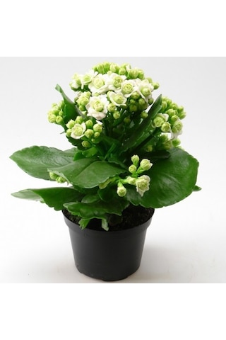 Kalanşo Çiçeği Kalanchoe 10 Adet Beyaz