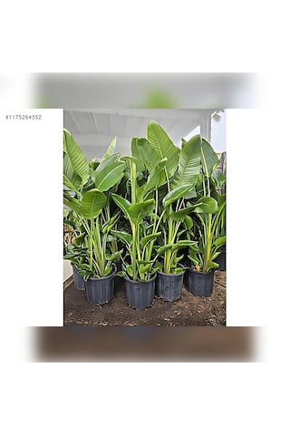 Starliçe Cennet Kuşu Strelitzia 100-120cm