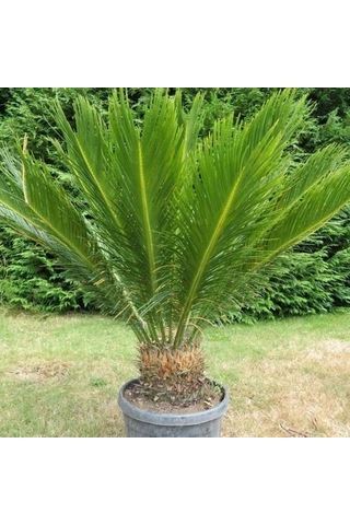 Cycas Tohumu 3 Tohum Sikas Tohumu + Tohum
