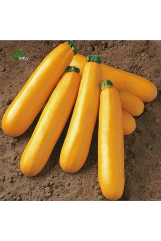 Organik Yediveren Sarı Altın Kabak Tohumu