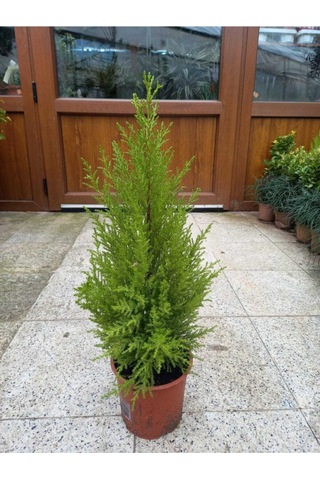 Videolu Ithal Limon Servi 1 Adet Saksılı/ Tüplü 30-50 Cm Dış Mekan Bitkisi Cupressus