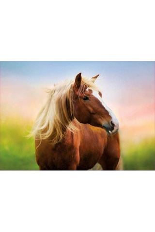 500 Horse At Sunrıse Fsc R