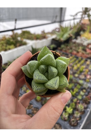 Blacksand Haworthia 1 Adet