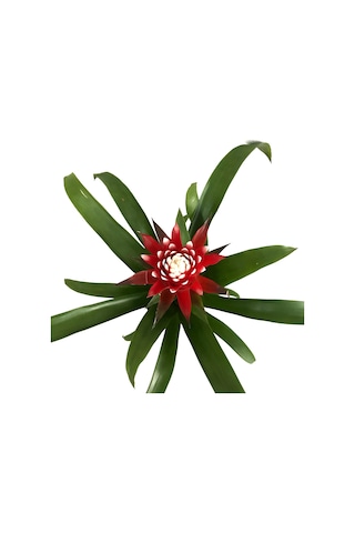 Guzmania Hope (Guzmanya) Ø12 CM Y45-50 CM