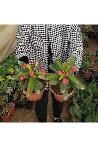 Büyük Boy Kırmızı Euphorbia Milli - Dikenler Tacı  Saksıda