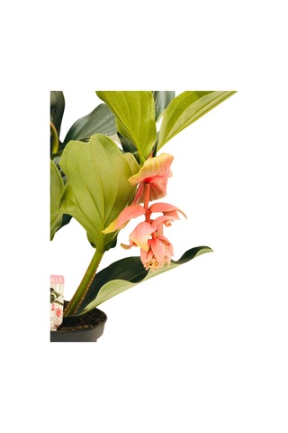 medine gülü /medinella, medinilla 30-350cm