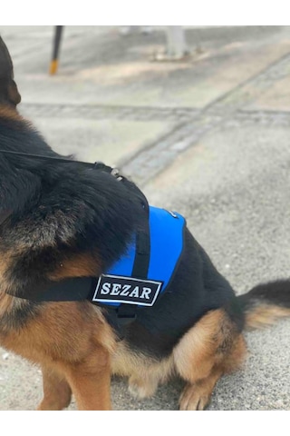 Kişiye Özel, Isimli K9 Köpek Tasması, Göğüs Tasması Mavi