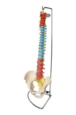Didaktik Omurga Ve Kalça Pelvisli Vertebra Modeli 75 Cm