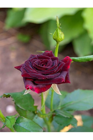 Videolu Yediveren Bordo Kokulu Gül Fidanı 2 Adet Saklı/tüplü Bahçe Bitkisi 45-65 Cm Burgundy Rose