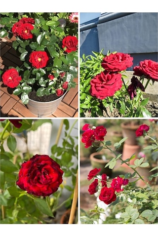 Yediveren Kırmızı Renkli 40 60 Cm 1 Adet Saksılı Aşılı Gül Fidesi Red Rose