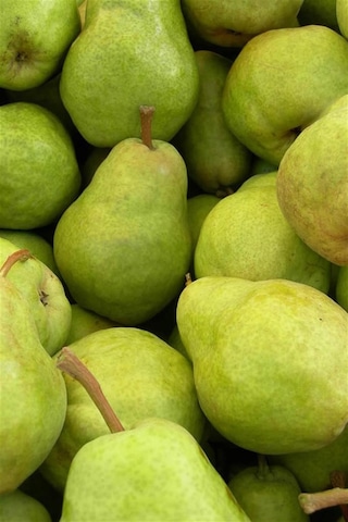 Margarita Armut Fidanı 3 Yaşlı 120-150cmyarıbodur Anaça Aşılıdır Margarita Armut Fidanı 3 Yaşlı 120-150cmyarıbodur Anaça Aşılıdır