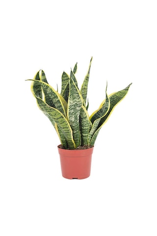 1 Adet Bodur Kılıç Çiçeği 20-40cm Saksılı Çiçekli Bodur Bitkiler "gladiolus"