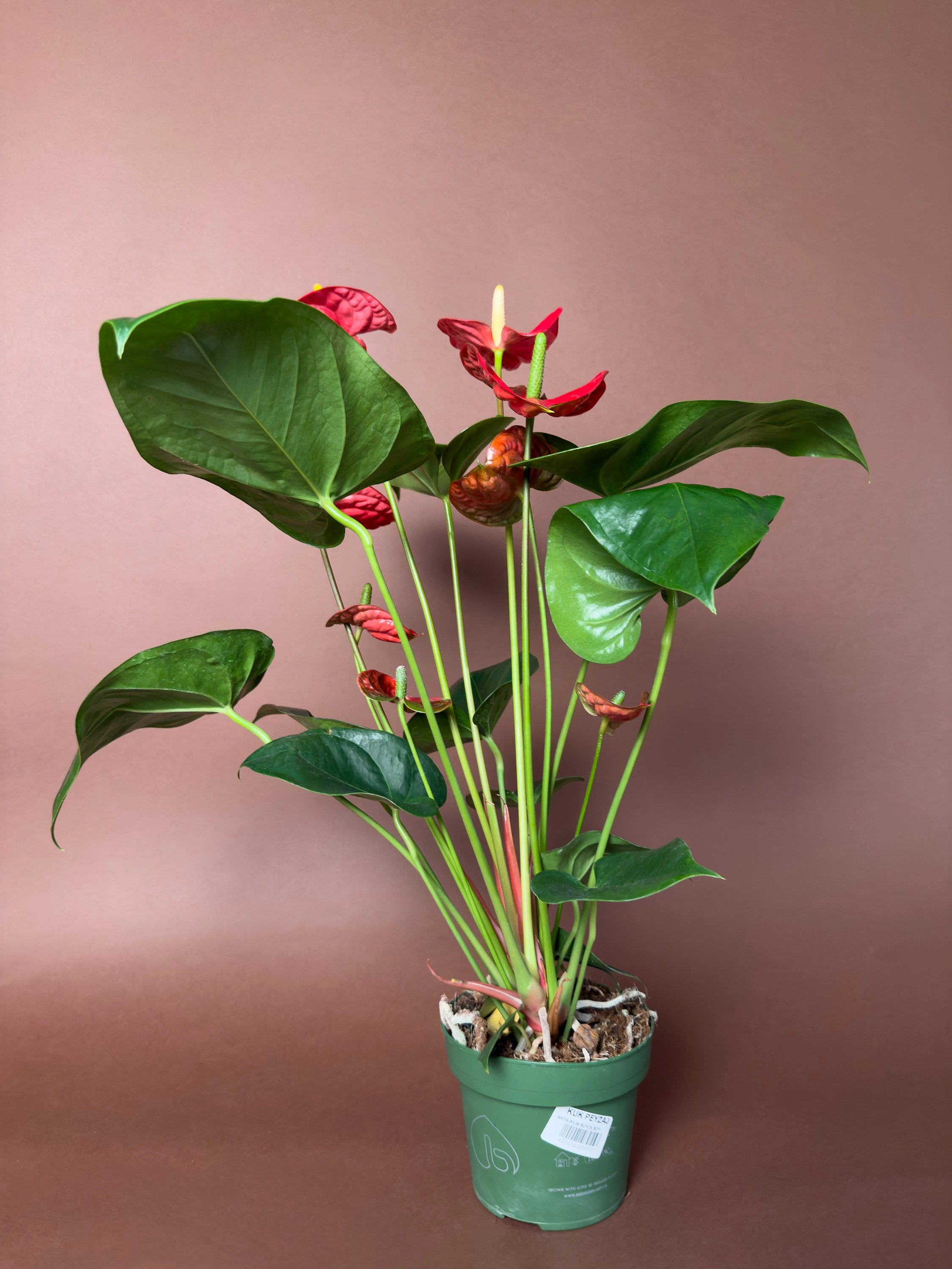 Büyük Boy Kırmızı Antoryum Anthurium Andraeanum 50 Cm Dik Formlu Ve Bol Çiçekli