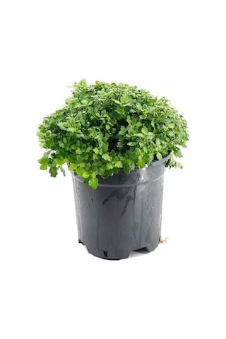 Kasımpatı Krizantem Chrysanthemum Çiçeği Fidanı 2'li Set Pembe Sarı