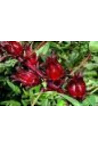 Sudan Bamyası Çiçeği Tohumu Roselle Çiçeği Tohumu Hibisküs Çiçeği Tohumu 20 Adet Tohum