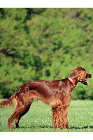 Armor Coat Köpek Bakım Spreyi Böğürtlen Kokulu 75 Ml