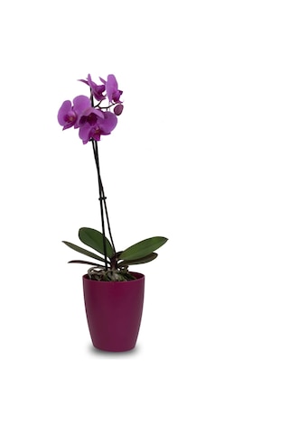 Vişne Orkide Saksısı Dekoratif Dış Saksı 1 Adet- 12 Pot Şeffaf Orkide Üretim Saksısı Hediyeli Vişne Saksı