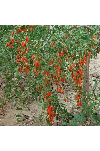 2 Li Goji Berry Fidanı Seti Kolay Yetiştirilen Meyve Çalısı