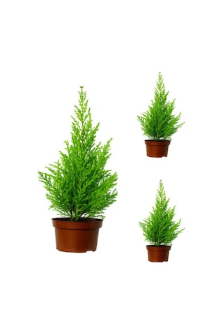 Limon Çamı Limoni Servi Fidanı 30 50 Cm 3 Adet Tüplü Cupressus Macrocarpa Goldcrest