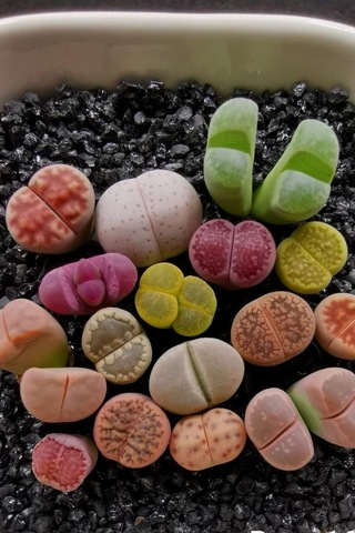 Dashing Look Karışık Lithops Taş Çiçek Tohumu / 10 Adet Tohum Th-thmcmthm387 Sku: Smgstk82094b2996 Açık Gri