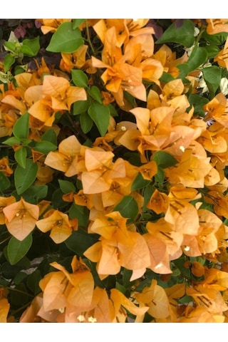 Turuncu Sarılıcı Begonvil Çiçeği 1 Adet Saksılı/tüplü 80-100cm Bahçe Bitkisi Bougainvillea