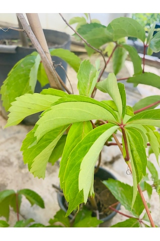 Amerikan Sarmaşığı Parthenocissus Quinquefolia 1 Adet