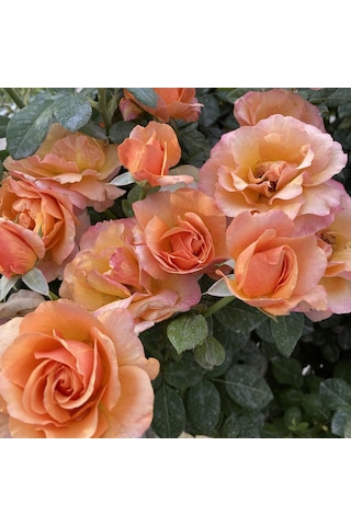 Çift Renk Yediveren Nathaile Kokulu Gül Tohumu 5 Tohum