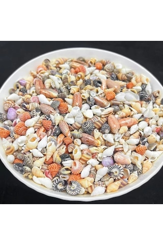 Willowhaven 50/100g Renkli Mini Kabuk Kum Karışımı - 12 Çeşit Dıy Hobi Akvaryum Dekoru