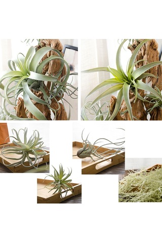 Qingmipy 2 Plastik Simülasyon Ananas Otu Yapay Bitki - Ev Ofis Duvar Dekorasyonu, Masaüstü Süs Bitkisi