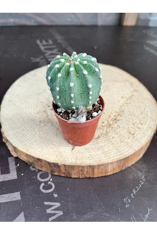 Echinopsis Subdenudata 5.5cm Saksıda Kaktüs Beyaz Çiçek Açan Kaktüs