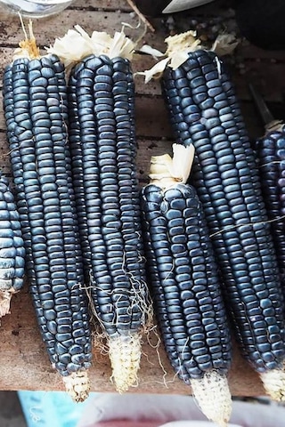 Hopi Blue Mısır Tohumu Atalık Kızılderili Mısırı