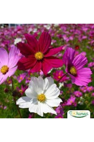 50 Adet Tohum Kosmos Çiçeği Tohumu Cosmos Çiçek Tohumu Toh