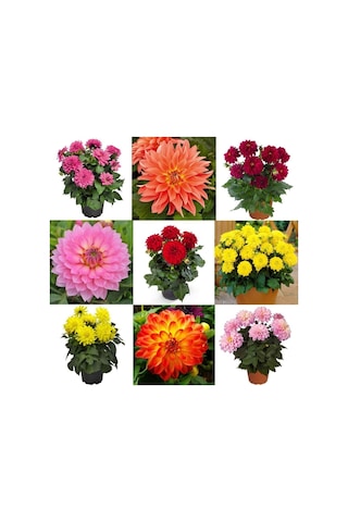 Karışık Yıldız Çiçeği Tohumu Dahlia Çiçeği Tohumu Yetiştirme Kiti