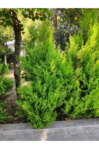 Ithal Limoni Selvi Limon 30 50 Cm 1 Adet Tüplü Dış Mekan Bitkisi Cupressus Macrocarpa