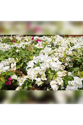 Begonvil Sarmaşığı Fidanı Gelin Duvağı Sarılıcı Beyaz Tırmanıcı