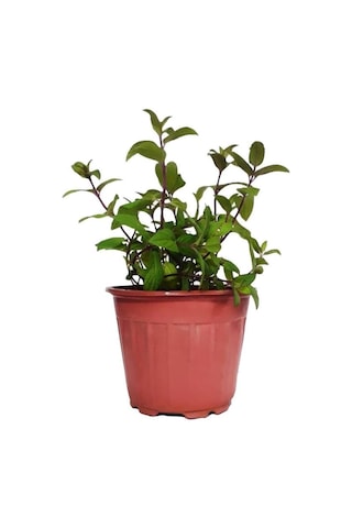 Kekik Nane Itır Üçlü Bitki Seti 3 Lü Set 10-20 Cm Aromatik