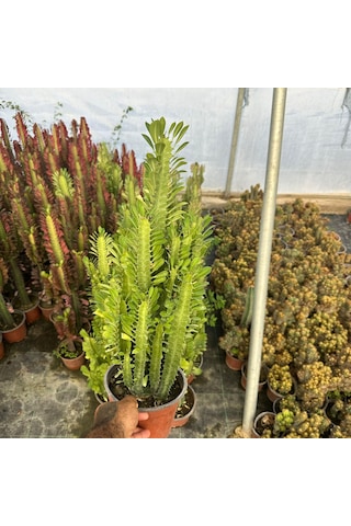 Bol Dallı Büyük Boy Euphorbia Trigona Green - Afrika Yeşil Süt Ağacı Kaktüsü