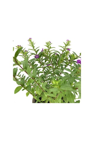 Kufeya Fidanı Mor Çiçekli 15-25 Cm