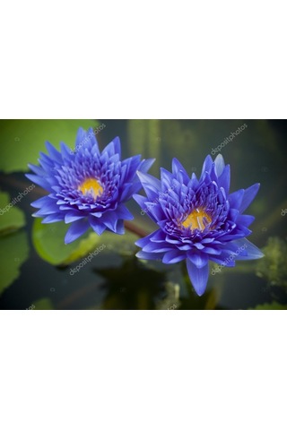 10 Adet Mavi Lotus Tohumu Nilüfer Tohumu