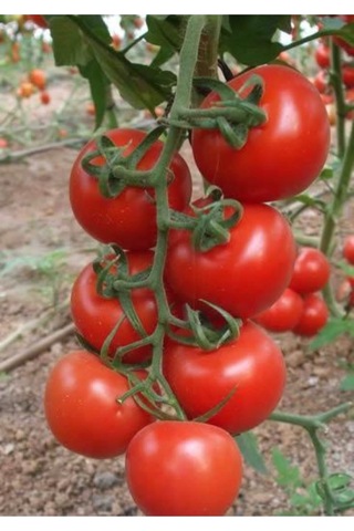 Eko Paket Erkenci Salkım Domates Tohumu Domates Tohumu 45 Adet Tohum