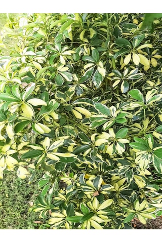 Videolu Tek Dal Alacalı Şeflera Çiçeği Beş Parmak Bitkisi 60-80 Cm Saksılı Iç Mekan Schefflera