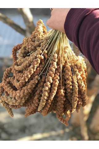 Murtcu Kızıl Dal Darı Protein Deposu Organik Kuş Yemi 1 Kg