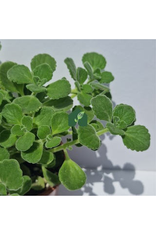 Küba Kekiği Plectranthus Amboinicus Lour. Spreng