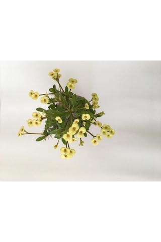 Dikenler Tacı Küçük Çiçekli Ithal Euphorbia Milli Sarı