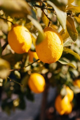 Tüplü Yediveren Aşılı Limon Ağacı Fidanı 3 Yaş