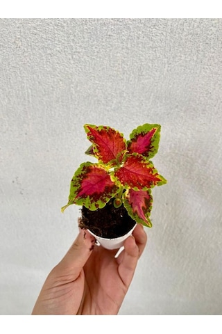 Mis Kokulu Ful Yasemin 1 Adet+yaprak Güzeli Hediyeli Peyzaj Seti