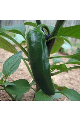 Jalapeno Biberi 30 Adet Tohum + Kırmızı Kapya Biber 30 Adet Tohum + Torf + Saksı - Set