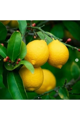 Rüzgarbotanik Yediveren Limon 80Cm 100Cm Rüzgarbotanik Yediveren Limon 80Cm 100Cm