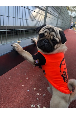 Salya Store Favorite Sound T-shirt Köpek Kıyafeti